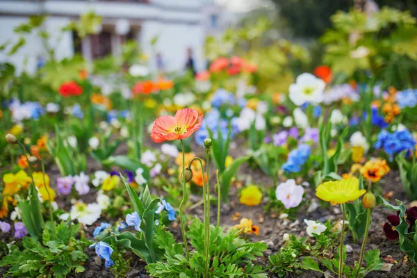 Mezcla Diferentes Tipos Flores Amapola Colores — Foto de Stock