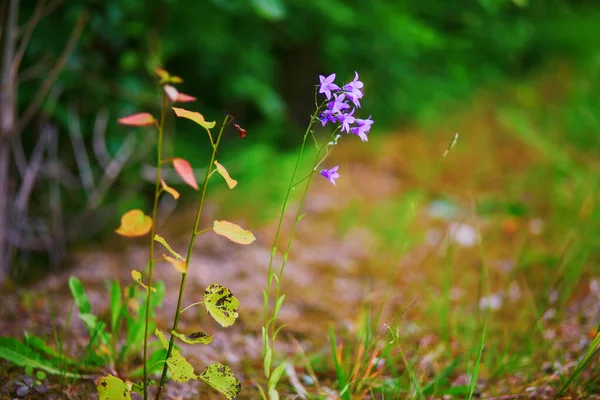 Fiori Selvatici Viola Primo Piano Sul Prato Nella Foresta Natura — Foto Stock