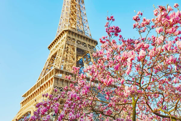 Mooie Roze Magnolia Parijs Buurt Van Eiffeltoren Een Mooie Lentedag — Stockfoto