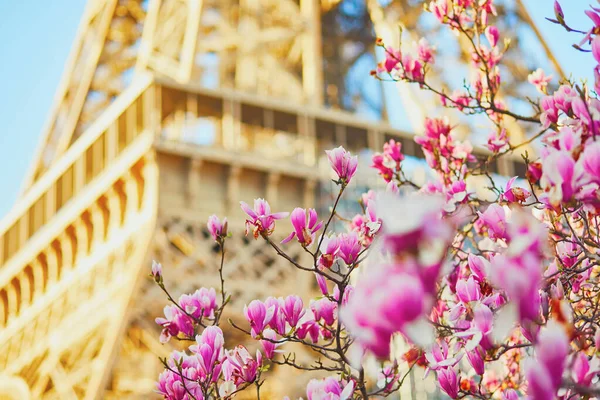 Magnolia Rosa Bonita Paris Perto Torre Eiffel Belo Dia Primavera — Fotografia de Stock