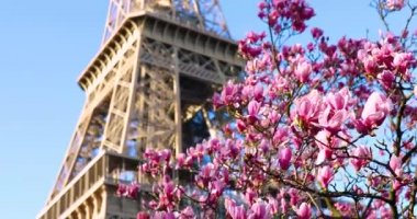 Fransa 'nın başkenti Paris' teki Eyfel Kulesi 'nin yanında bir bahar günü çiçek açmış güzel pembe manolya.