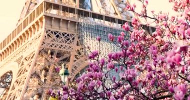 Fransa 'nın başkenti Paris' teki Eyfel Kulesi 'nin yanında bir bahar günü çiçek açmış güzel pembe manolya.