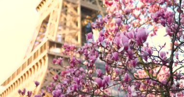 Fransa 'nın başkenti Paris' teki Eyfel Kulesi 'nin yanında bir bahar günü çiçek açmış güzel pembe manolya.