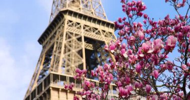 Fransa 'nın başkenti Paris' teki Eyfel Kulesi 'nin yanında bir bahar günü çiçek açmış güzel pembe manolya.