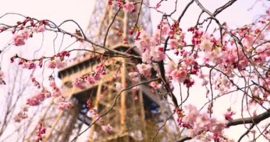 Fransa 'nın başkenti Paris' teki Eyfel Kulesi 'nin yanında bir bahar günü çiçek açmış güzel bir kiraz ağacı.