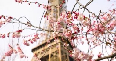 Fransa 'nın başkenti Paris' teki Eyfel Kulesi 'nin yanında bir bahar günü çiçek açmış güzel bir kiraz ağacı.