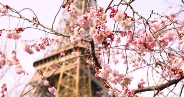 Gyönyörű rózsaszín cseresznyevirág fa teljes virágban egy tavaszi napon, közel az Eiffel toronyhoz Párizsban, Franciaországban — Stock videók