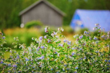 Mor kır çiçekleri çayırda ya da ormanda yakınlaşıyor. Finlandiya 'nın doğası