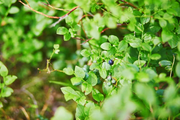 Fechar Várias Plantas Verdes Flores Que Crescem Florestas Finlandesas Campo — Fotografia de Stock