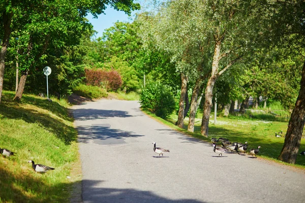 Large flock of Canada geese crossing the road in Finnish countryside