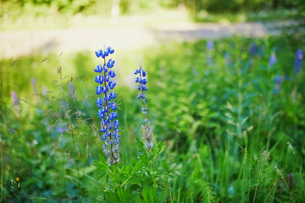 牧草地や森の中で紫色の野花を閉じます フィンランドの自然 — ストック写真
