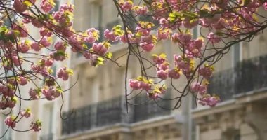 Fransa 'nın Paris caddesinde pembe çiçekli güzel kiraz ağacı.
