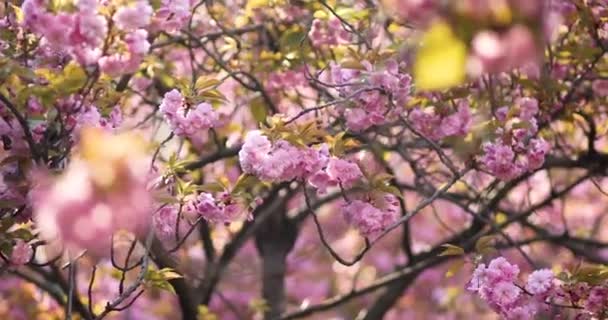 Hermoso árbol de flor de cerezo con flores rosadas en un día de primavera — Vídeos de Stock