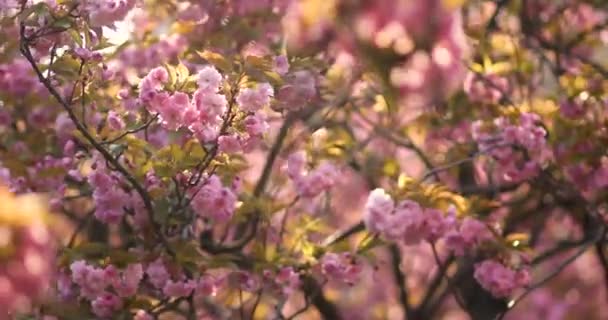 Hermoso árbol de flor de cerezo con flores rosadas en un día de primavera — Vídeos de Stock