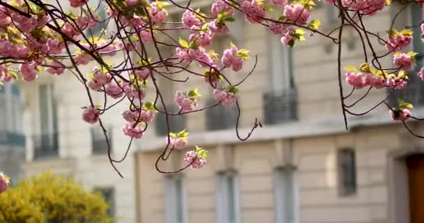 Όμορφη ανθισμένη κερασιά με ροζ λουλούδια σε ένα δρόμο του Παρισιού, Γαλλία — Αρχείο Βίντεο