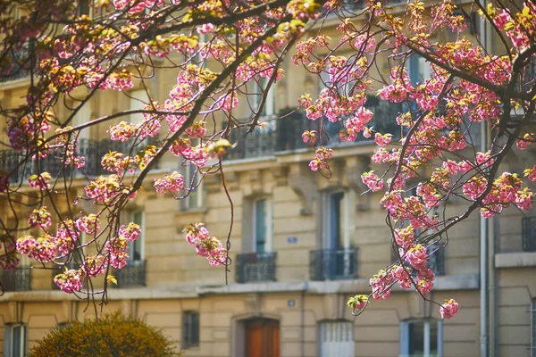 Filial Körsbärsträd Med Vackra Rosa Blommor Nära Bostadslägenhet Byggnad Paris — Stockfoto