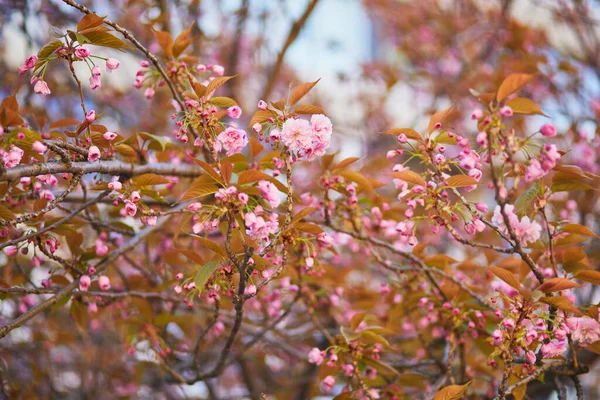 Ramo Ciliegio Con Bellissimi Fiori Rosa Una Soleggiata Giornata Primaverile — Foto Stock