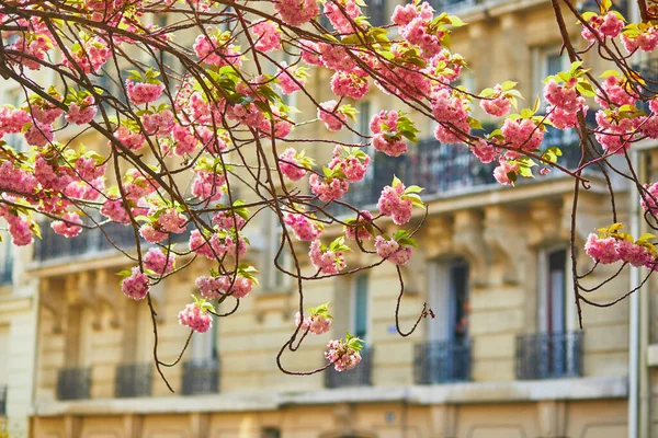 Branche Cerisier Avec Belles Fleurs Roses Près Immeuble Résidentiel Paris — Photo