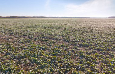 Bir alan üzerinde büyüyen kanola.