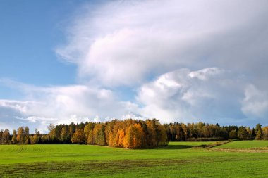 büyüyen yeşil buğday.