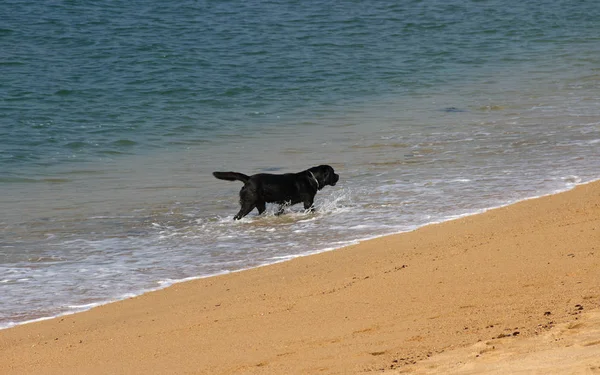 Cão está andando ao longo da costa . — Fotografia de Stock
