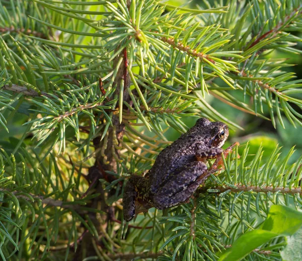 Kikker op de fir-tree. — Stockfoto