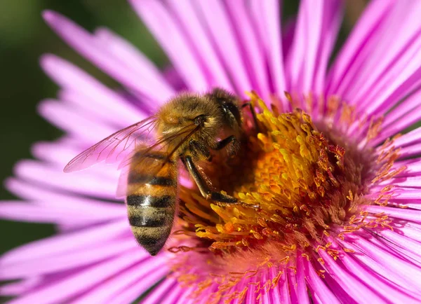 Στη μέλισσα πάνω σε ένα λουλούδι. — Φωτογραφία Αρχείου