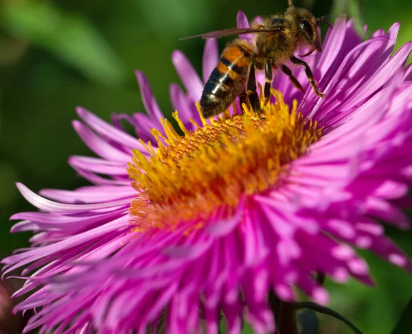 A méhecske a virág. — Stock Fotó