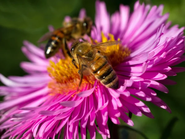 Twee bijen op een bloem. — Stockfoto