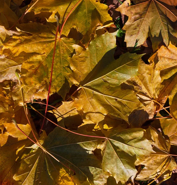 Sonbahar yüzeyine yerdeki yapraklar. — Stok fotoğraf