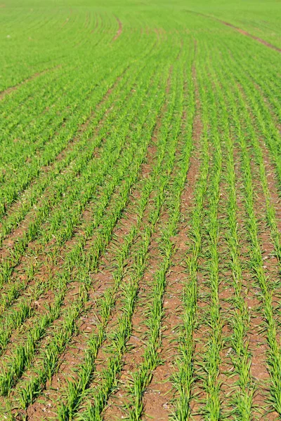 Growing green wheat. — Stock Photo, Image