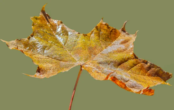 Isoliertes Herbstblatt. — Stockfoto