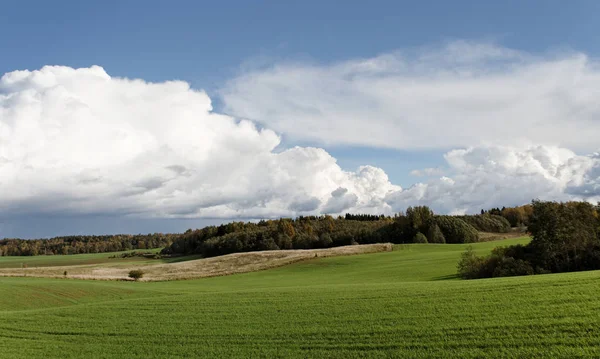 Coltivazione di grano verde . — Foto Stock