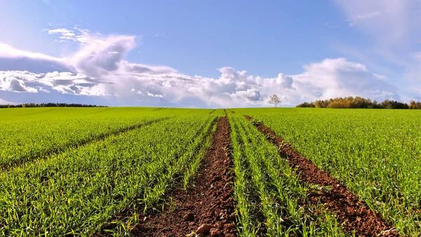 Coltivazione di grano verde . — Foto Stock