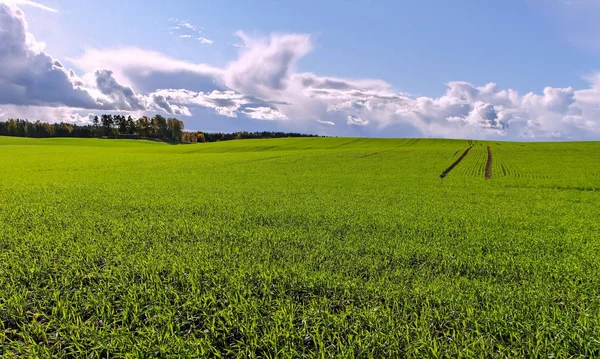 Odling av grönt vete. — Stockfoto