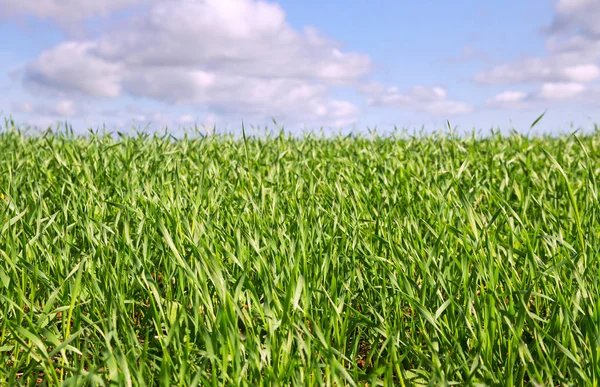 Landschaft mit Weizen. — Stockfoto