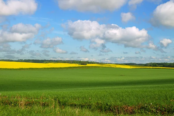 Country landscape with canola and wheat. — Stock Photo, Image