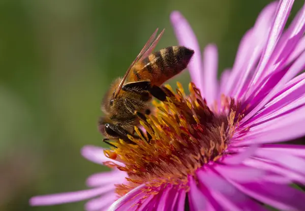 On bee on a flower. — Stock Photo, Image