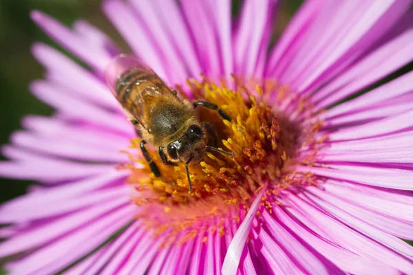 A méhecske a virág. — Stock Fotó