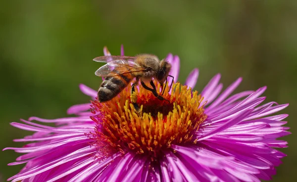 On bee on flower. — Stock Photo, Image
