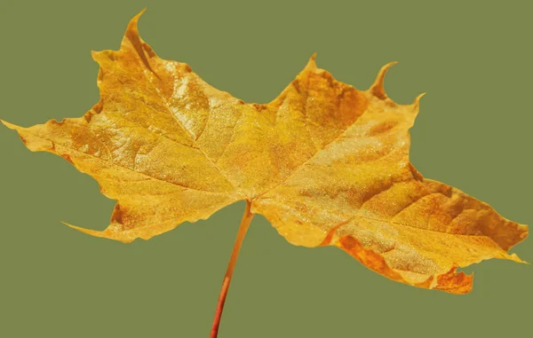 Isolated autumn leaf. — Stock Photo, Image