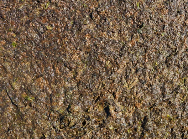 Oppervlakte van een zeewier. — Stockfoto