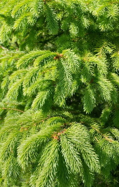Groeiende fir-tree. — Stockfoto