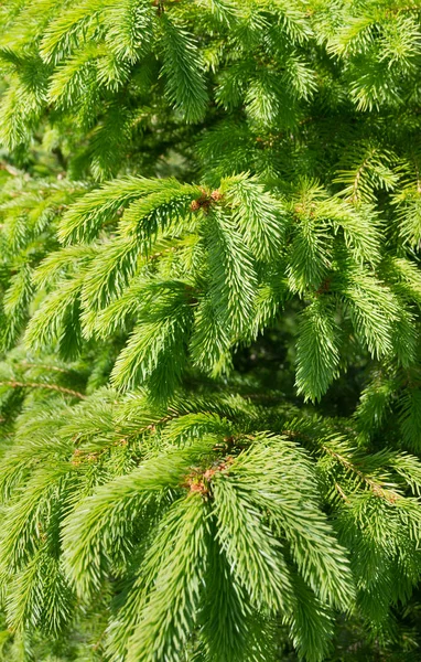 Växande fir-träd. — Stockfoto