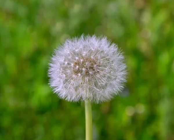 Pole Puffy mniszek lekarski. — Zdjęcie stockowe