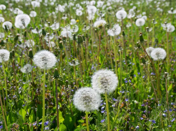 Field of puffy dandelion. — Stock Photo, Image