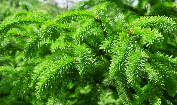 Växande fir-träd. — Stockfoto