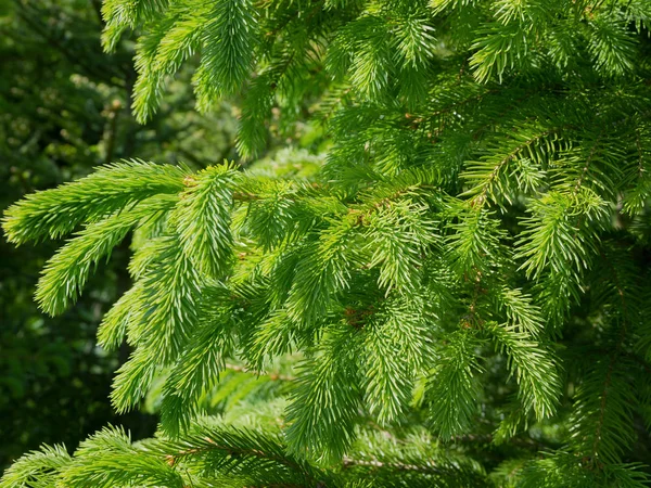 Groeiende fir-tree. — Stockfoto