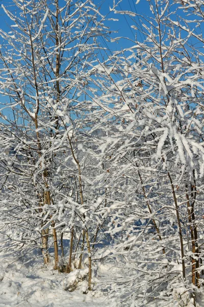 Rami di alberi . — Foto Stock