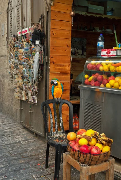 Parrot on a narrow street of Jerusalem. — Stock Photo, Image